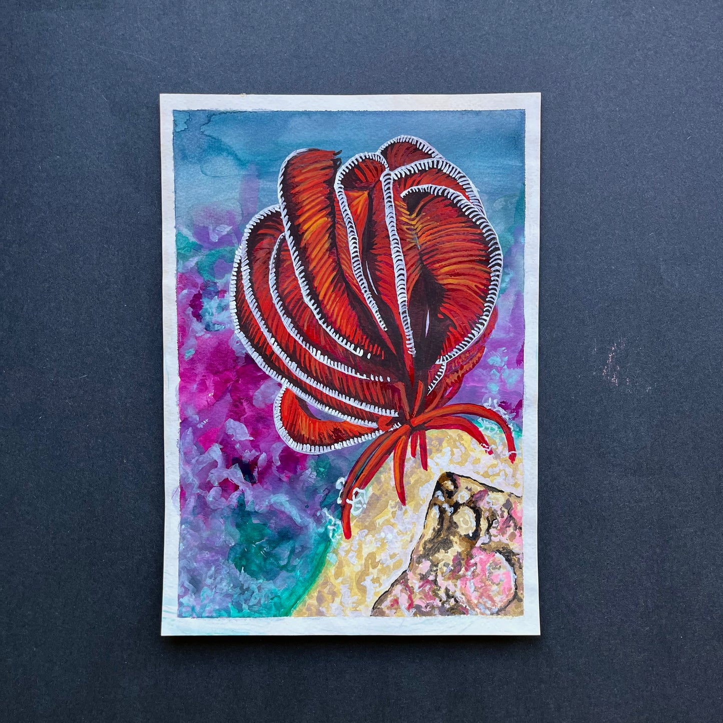 red crinoid sitting atop a rock