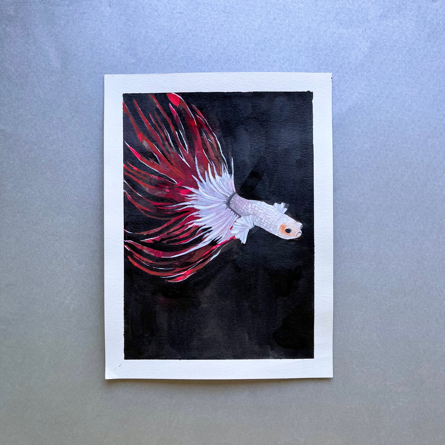 white and red beta fish painting